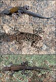 Two new species of the Cnemaspis galaxia complex (Squamata, Gekkonidae) from the eastern slopes of the southern Western Ghats - Figure 5.jpg