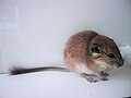 Thumbnail for Plains viscacha rat