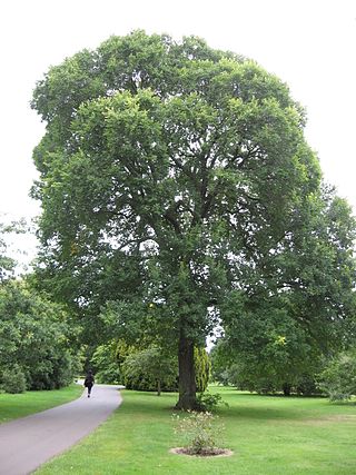 <i>Ulmus</i> Karagatch Elm cultivar