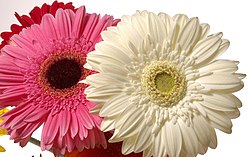 Unidentified Gerbera.jpg