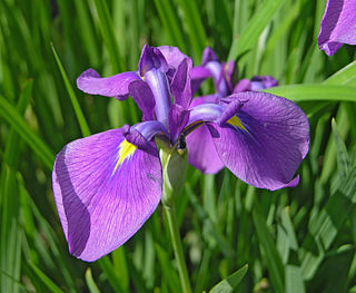 Iris (color) ambiguous color term