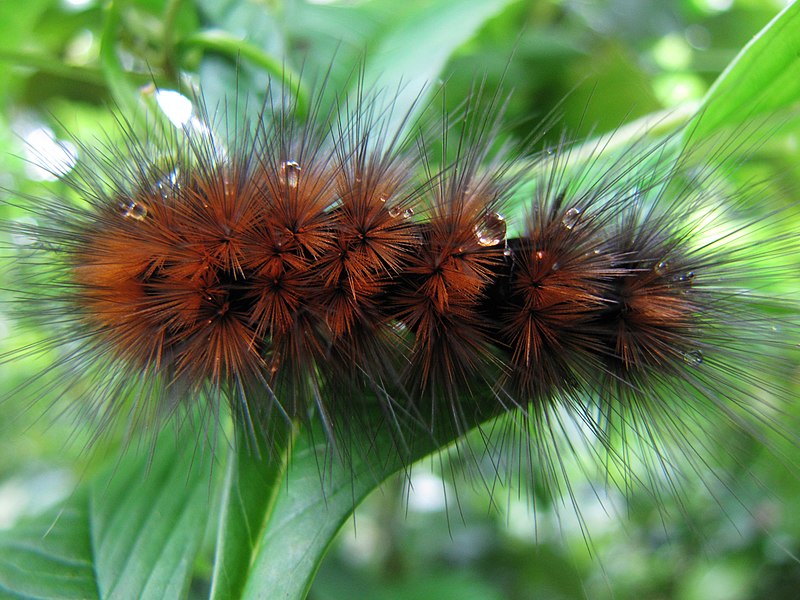 File:Unidentified caterpillar 7934.jpg