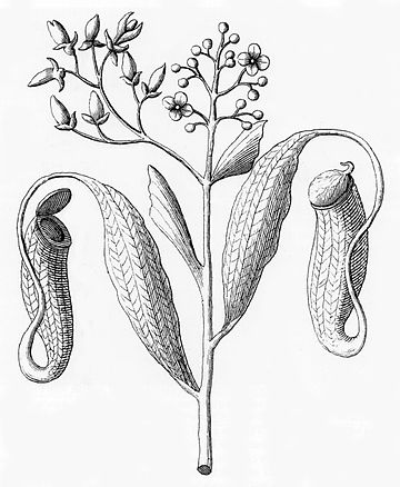 Nepenthes distillatoria