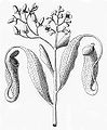 "Utricaria vegetabilis zeylanensium" (Nepenthes distillatoria) 1696