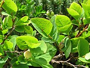 葉の縁に細鋸歯がある。 福島県飯豊山（草履塚付近）