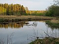 Valgejõgi Kotka küla lähedal, 11 km suudmest ülesvoolu