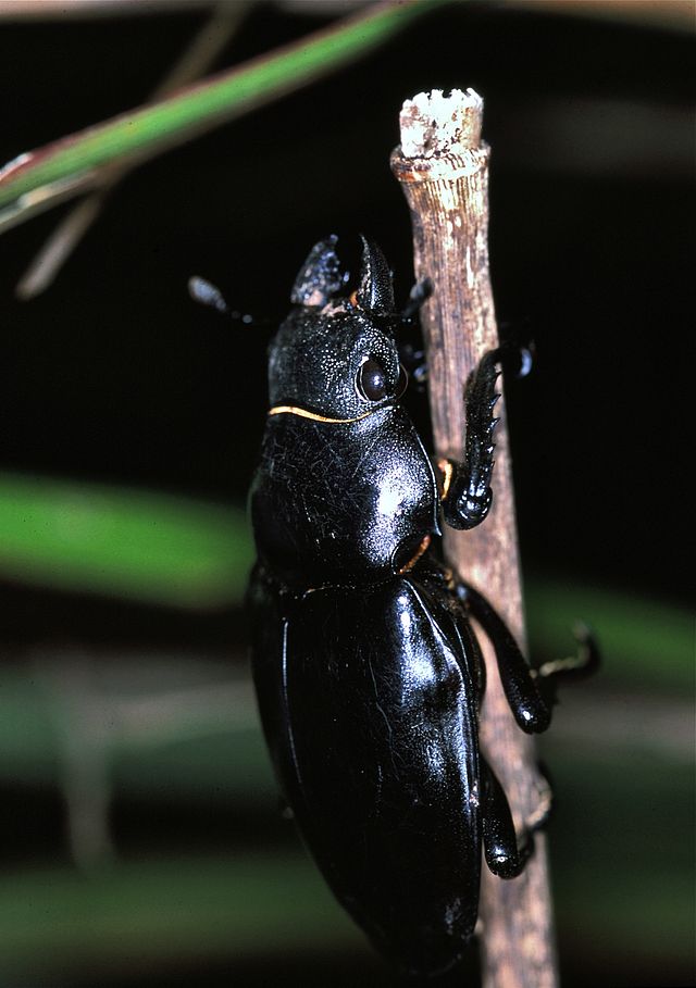 File:Variegated_Stag_Beetle_(Odontolabis_siva)_female_(7807825320).jpg