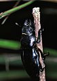 Odontolabis siva femelle (coléoptère, lucininae)
