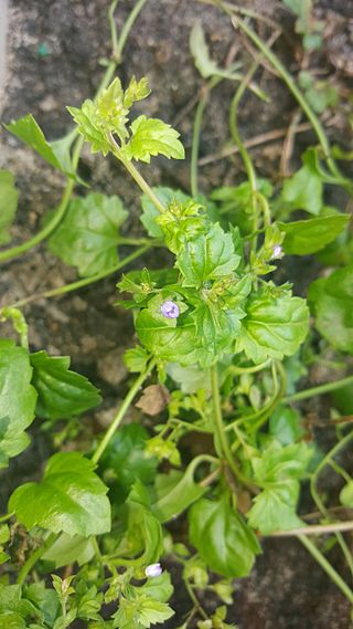 <i>Veronica plebeia</i> Species of flowering plant in the family Plantaginaceae