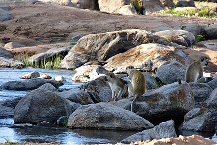 Baboons at the Ruaha River