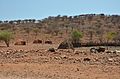 Vesnička Himbů cestou k vodopádům Epupa - Namibie - panoramio.jpg