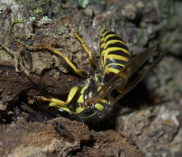 File:Vespula squamosa P1550031a.jpg