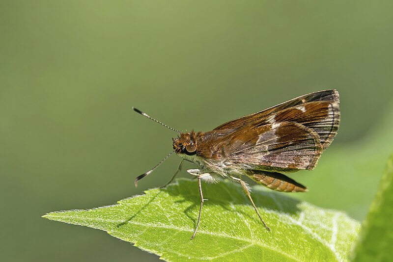 File:Violet patched skipper (Monca crispinus) Honduras.jpg