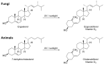 Vitamin D biosynthesis in fungi and animals.svg