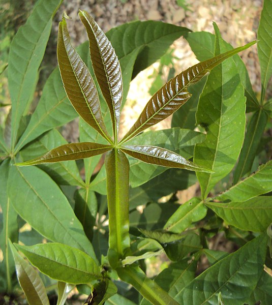 File:Vitex altissima 07.JPG