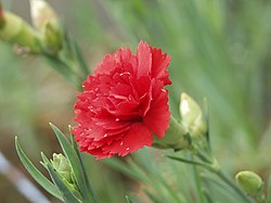 Dianthus caryophyllus, commonly known as carnations, flowers that symbolize Parents' Day and are given to parents by children in celebrating Parents' Day in South Korea W carnation4051.jpg