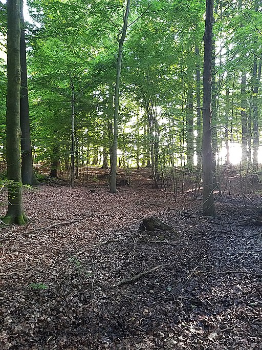 Wald zwischen Sagerhof und Wunderberg 42