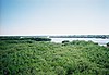 Weedon Island Site Weeden Island01.jpg