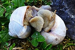 Mating of a pair of Roman snails (Helix pomatia) . Licensing: CC-BY-SA-4.0