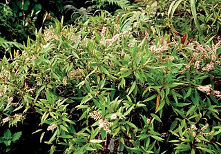 <i>Pterophylla marquesana</i> Species of flowering plant