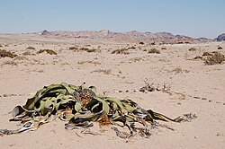 Welwitschia mirabilis, Namibija