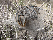 Group of western tent caterpillar larvae resting on silk tent