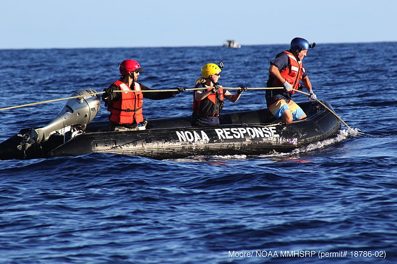 File:Whale Disentanglement Team (24769389477).jpg