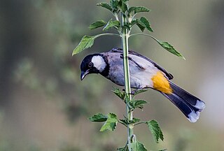 White-eared bulbul