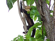 Foraging in the trees White-faced Capuchin Monkey 2.jpeg