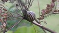 File:White-lipped Snail (Cepaea hortensis).webm