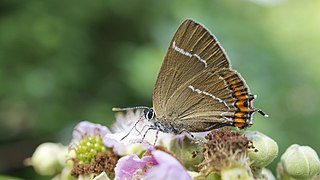 <span class="mw-page-title-main">White-letter hairstreak</span> Species of butterfly