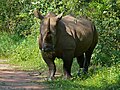White Rhino (Ceratotherium simum) Ziwa Rhino Sanctuary1.jpg