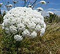 1 wohl Daucus carota - bestimmt keine Scharfgabe