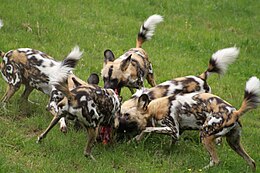 African wild dogs (Lycaon pictus) live in packs with a dominant breeding pair. Wild dog Lycaon pictus feeding.jpg