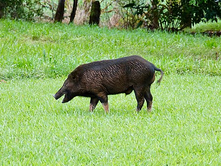 Tập_tin:Wild_pig_(37948082692).jpg