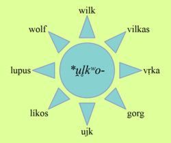 Rdzeń słowa „wilk” (*u̯l̥kʷo-) w języku praindoeuropejskim oraz jego formy potomne w różnych językach, od góry w prawo: polskim, litewskim, sanskrycie, perskim, albańskim, greckim, łacinie i angielskim