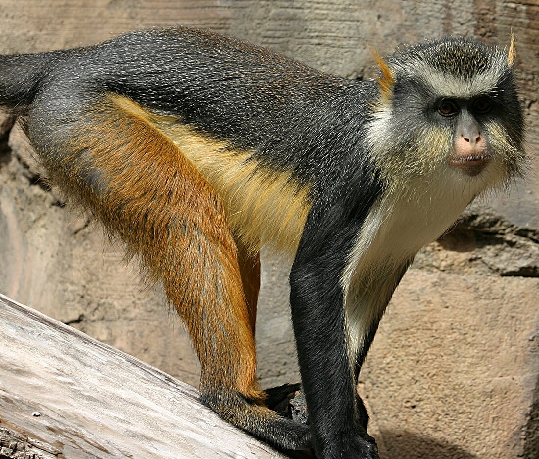 Cercopithecus wolfi