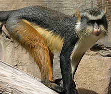 Wolf's Mona Monkey.jpg