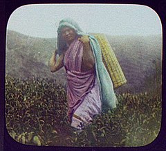 Woman tea picker in field LCCN2004707628.jpg