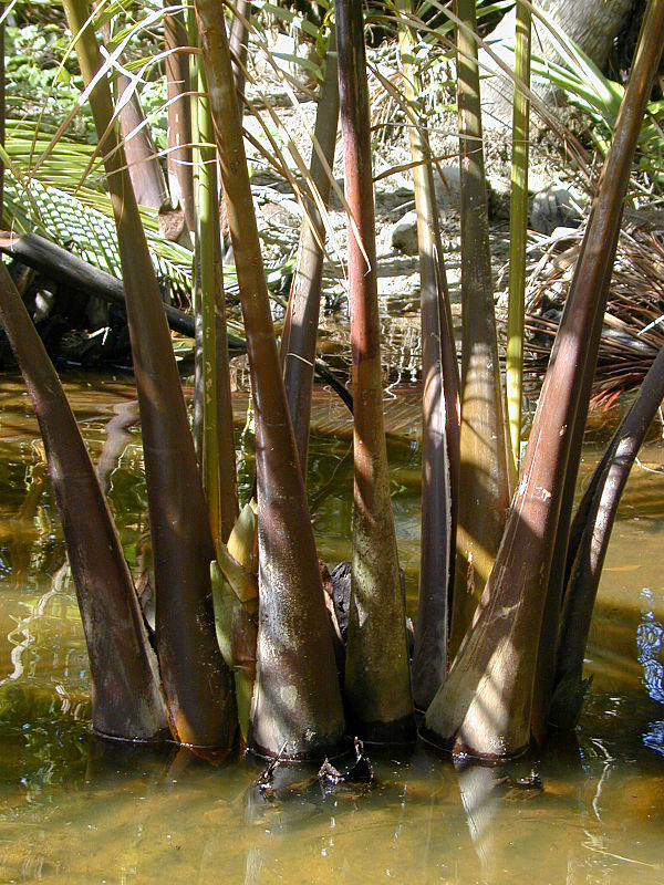 The trunk or stem of the nipa palm is under the mud. Only the leaves project upwards