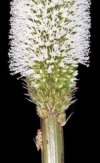 <i>Xanthorrhoea acanthostachya</i> Species of flowering plant