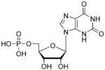 Vignette pour Xanthosine monophosphate