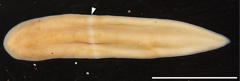 File:Xenoturbella japonica.jpg