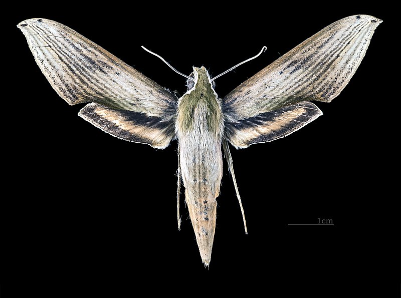 File:Xylophanes libya MHNT CUT 2010 0 63 Ecuador occidente, Canar, female dorsal.jpg