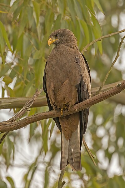 File:Yellow-billed Kite (Milvus aegyptius parasitus).jpg