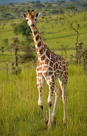 Young Giraffe, Uganda (30072931466).jpg