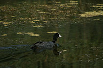 Eurasian coot