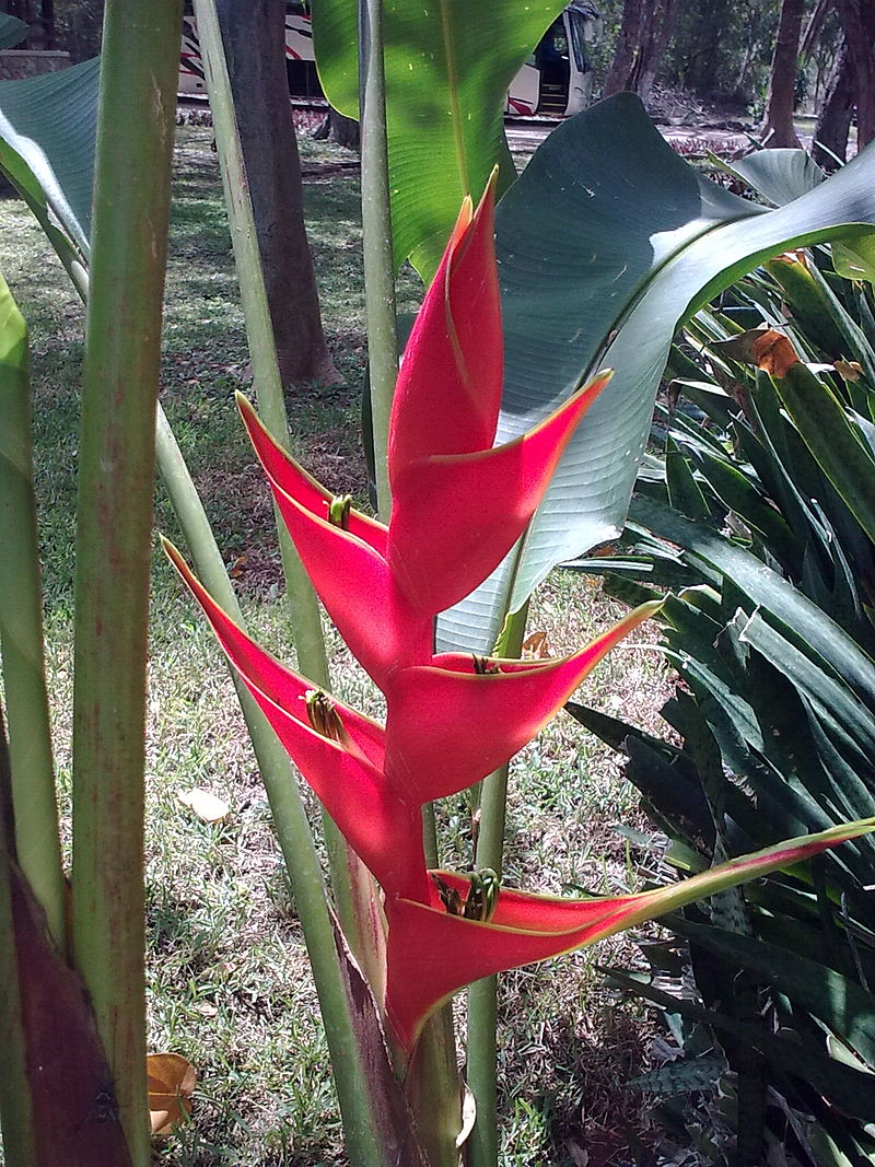 Heliconia bihai: zdjęcie