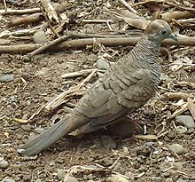 Zebra dove from Mindanao, Philippines. They are known as kurokutok in reference to their soft cooing calls. Zebra dove (Geopelia striata) - Philippines.jpg