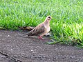 Zenaida auriculata, São Carlos, Brazil 3.jpg